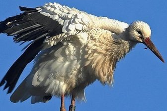 Waldenburger Storchen-Mutter hat Abflug in den Süden verpasst - Dieser Schnappschuss von der Storchen-Dame gelang vor drei Tagen. Der Vogel wurde 2018 in Tschechien beringt. 2020 wurde er mehrmals in Mittelsachsen gesichtet, seit April ist er in Waldenburg.