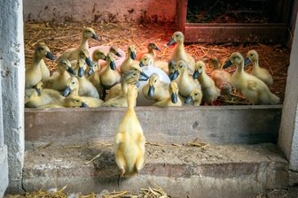 Waldkirchener Vierlinge sorgen für Action - Große Aufregung herrscht auch im Entenstall. Die "Quarkels" der jungen Medizinerin warten wegen des unbeständigen Wetters noch auf Freigang.
