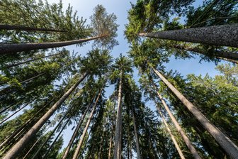Waldtag an der Talsperre Kriebstein bietet Führungen, Kreativangebote und Pilzberatung - Ein Waldtag findet am 23. August an der Talsperre Kriebstein statt.
