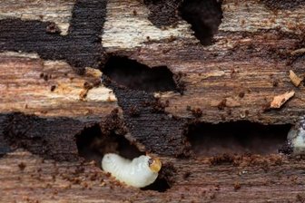 Waldumbau: Erfolge wird erst die nächste Generation sehen - Ein Borkenkäfer bewegt sich in seinem Gangsystem unterhalb der Rinde. Die Larven der Käfer bohren sich durch den Baum und schlagen sich sozusagen die Bäuche voll.