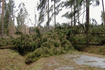 Waldumbau im Zwickauer Landkreis: Orkan "Kyrill" hat auch Gutes getan - Kyrill hatte 2007 im Werdauer Wald mit den Bäumen Mikado gespielt. Zahlreiche Wege waren nicht passierbar. 