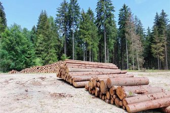 Waldumbau: Sachsenforst bereitet für Herbst umfangreiche Arbeiten im Klingenthaler Dürrenbachtal vor - Abfuhrbereites Holz auf dem Polterplatz am Dürrenbach-Fußballplatz.