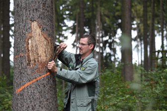 Waldwege im Rabensteiner Wald bei Chemnitz werden teilweise gesperrt - Forstrevierleiter Ullrich Göthel und sein Team beginnen Mitte September mit Holzfällarbeiten im Rabensteiner Wald. Dafür kommt es teilweise zu Sperrungen.