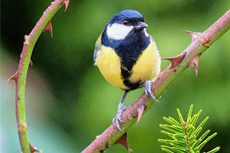 Wanderer im Erzgebirge lauschen Vögeln und Musik - Singvögel wie dieser Kohlmeise lauschen Wanderer in Buchholz. 