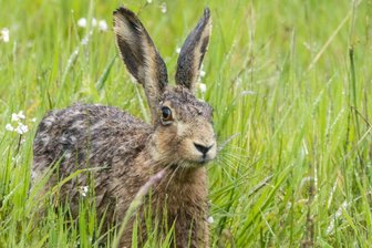 Wandern, tanzen, feuern: Der straffe Zeitplan des Osterhasen zwischen Freiberg und Augustusburg - Ein Feldhase hockt im Gras. Im Raum Freiberg und Flöha hat sich der Osterhase viel vorgenommen.