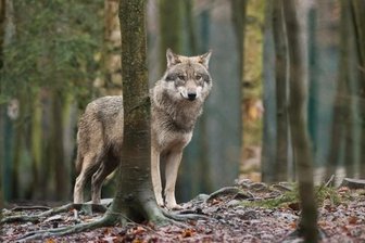 War es ein Wolf? Rätselraten um gerissenes Kalb in Waldkirchen - Symbolbild