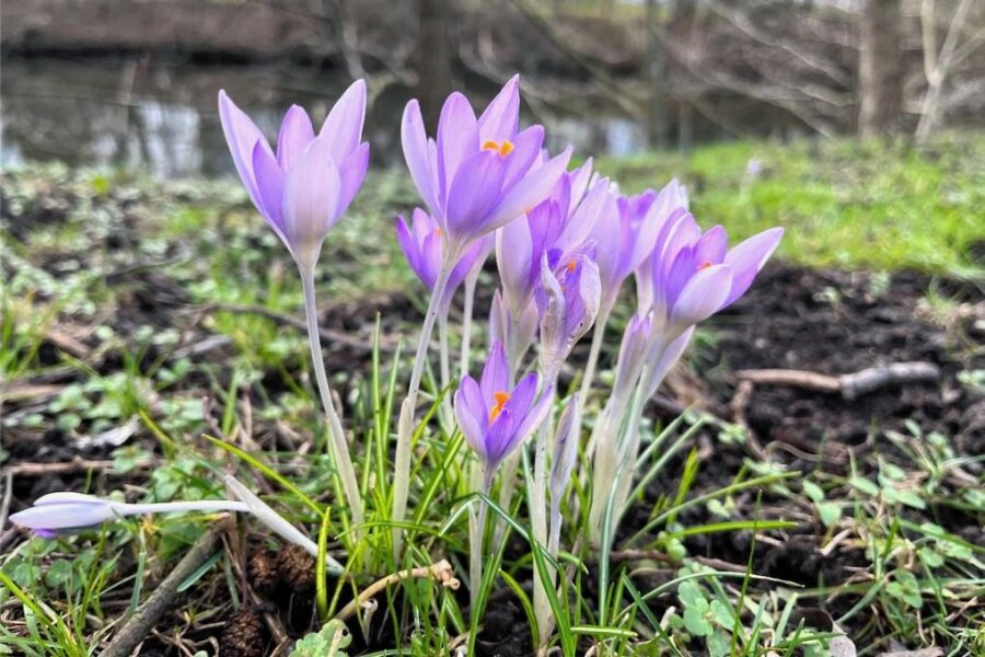 Warmes Wetter im Februar lässt in Zwickau Blüten sprießen - Krokusse und andere Frühlingsblüher setzen bereits überall im Landkreis Zwickau bunte Farbtupfer.