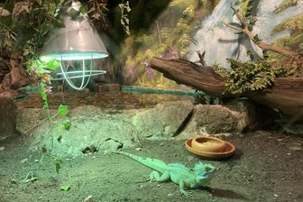 Warmhaus im Klingenthaler Tierpark schließt Ende August: Exotische Tiere müssen umziehen - Auch der Stirnlappenbasilisk, der aktuell noch im Warmhaus lebt, muss in einen anderen Zoo umziehen.
