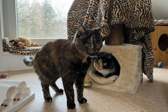 Warten auf Weihnachtswunder im Tierheim Vielau: Wenn Herrchen oder Frauchen im Krankenhaus landen - Lotti (rechts) und Karotti sind ins Tierheim Vielau gekommen, weil ihr Besitzer ins Krankenhaus musste und sie nicht mehr versorgen konnte.