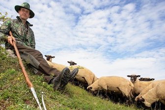 Warum 600 Schafe für Plauener Schutzgebiet unverzichtbar sind - Der Beruf ist sein Leben: Schäfer Michael Ulsamer mit seinem Schäferstab und den Schafen im Naturschutzgebiet Großer Weidenteich. Er trägt die Verantwortung für 600 Tiere.