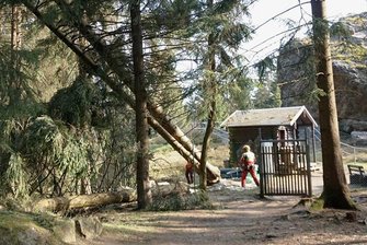Warum am Schneckenstein große Randfichten fallen - Baumfällungen am Montagvormittag am Schneckenstein.