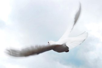Warum am Sonntag viele Tauben im Striegistal fliegen - Eine Taubenflugshow ist am Sonntag zum Kleintiermarkt in Böhrigen angekündigt.