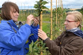 Warum Apfelbäume sozial sind - Die beiden 15-jährigen Mädchen Sophie Schubert (l.) und Lisa Fuhrmann banden am Dienstag auf einer Plantage des Obstgutes Seelitz Apfelbäume fest, damit diese gerade wachsen.