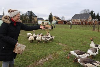 Warum auf einem Geflügelhof in Westsachsen der 2. Advent ausfällt - Wenn Romana Kießling füttert, sind Gänse, Puten und Enten schnell zur Stelle. Die Tiere haben täglich viel Auslauf auf dem Grundstück an der Pleiße.