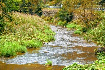Warum bei Trockenheit weniger Fische an die Angel gehen - Mehr Grün als Wasser: Der Pegel der Flöha ist zwischen Olbernhau und Pockau sehr niedrig. Viele Steine ragen aus dem Wasser.
