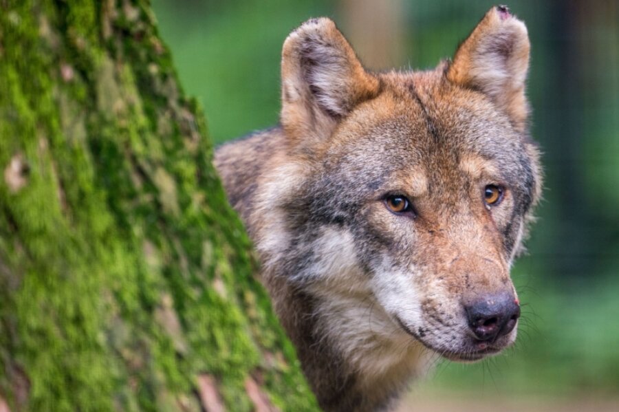 Warum breitet sich der Wolf zögerlich aus? - In Sachsen gab es zuletzt nachweislich 34 Wolfsterritorien. Konkret waren es 29 Rudel, drei Paare und zwei territoriale Einzeltiere.