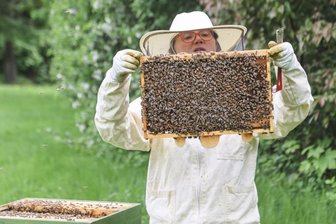 Warum Chemnitz eine Stadt der Bienen ist - Seit einem Jahr sind Bienen auch im Garten des Hotels C/o 56 in Chemnitz heimisch. Sabine Petri, die Vorsitzende des Imkervereins, kümmert sich dort selbst um zwei Bienenstöcke. Hier kontrolliert sie eine Wabe.