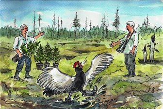Warum das Birkhuhn zum Moorhuhn wird - Wie das Birkhuhn in den Feuchtgebieten des Erzgebirgskammes zurecht kommt - davon hat sich Ralf Alex Fichtner ein Bild gemacht.