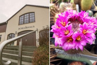 Warum das Bürgerhaus in Taura gern für Feiern gemietet wird - Am 24. und 25. Mai lädt das Bürgerhaus Taura wieder zur Kakteenschau ein.