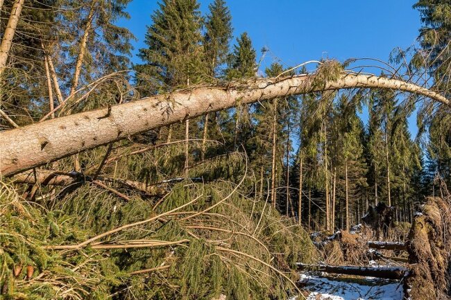 Warum das Holz im Forstrevier Heinzebank schnell aus dem Wald verschwinden soll - Dieser Sturmschaden entstand nahe der B 101 zwischen Kalkwerk Lengefeld und Heinzebank.