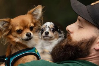 Warum das Plauener Tierheim jetzt Zuchthunde verkauft - Tierheim-Mitarbeiter Chris Wolfrum kümmerte sich intensiv um die Chihuahuas. Nun steht fest, die Hunde kehren nicht zu den ehemaligen Eigentümern zurück und dürfen vermittelt werden.