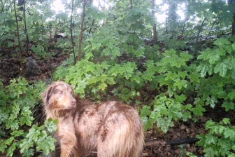 Warum der Lengenfelder Angsthund Lennox noch immer frei herumläuft - Seit 10. März auf freiem Fuß: Der Australian Shepherd Lennox. Er stammt aus einer Vermehrungsstation aus Ungarn. Vermutlich wurde er da schlecht behandelt und hat deshalb eine Angstpsychose aufgebaut. Er ist scheu.
