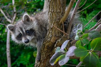 Warum der Waschbär auf der Tagesordnung des Flöhaer Stadtrates landen soll - Der Waschbär ist ein niedliches Tier, bereitet aber wegen seiner rasanten Ausbreitung Probleme. In Flöha wird sich der Stadtrat mit dem Thema beschäftigen.