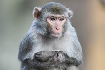 Warum die Evolution manchmal die Arschlöcher aussortiert - Ganz brav: ein Rhesusaffe im Zoo.