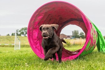 Warum die Hundehaltung in Lichtenau teurer wird - Ein Hund trainiert auf einem Parcours. Ab 2023 wird die Hundehaltung in Lichtenau teurer. 