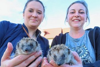 Warum die Igelretter alle Hände voll zu tun haben - Die Igelretterinnen Kristin Trodler (links) und Claudia Schindler mit zwei ihrer aktuellen Schützlinge. 