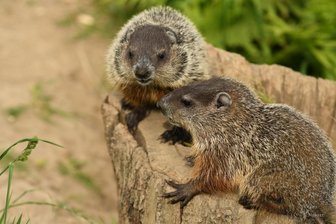 Warum die Limbacher Murmeltiere einen Hochsicherheitstrakt brauchen - Die Limbacher Waldmurmeltiere bekommen einen Anbau an ihr Gehege.