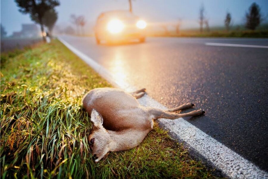 Warum die Polizei fast 100 Tiere erschossen hat - Ein totes Reh liegt nach der Kollision mit einem Auto am Straßenrand einer Landstraße. 