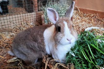 Warum die Stollberger Tierheim-Mitarbeiter zu Stupsi so viele Fragen haben - Kaninchen Stupsi kam ins Stollberger Tierheim "Waldfrieden", nachdem seine Besitzerin verstorben ist. Sie hat keine Angaben zu dem Tier hinterlassen.