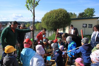 Warum ein Dorf im Vogtland jetzt eine Esskastanie pflanzt - Nach der erste Esskastanie beim Kindergarten pflanzte die Gemeinde jetzt eine zweite.
