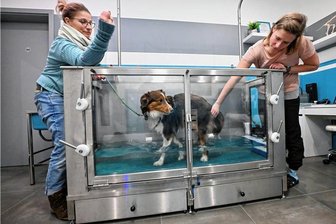 Warum ein Hund aufs Laufband muss - Physiotherapeutin Julia Friedrich (rechts) massiert Hündin Anni auf dem Unterwasserlaufband. Nach beidseitiger Hüftgelenk-OP lernt die zweijährige Australian-Shepherd-Hündin wieder das Laufen. Hundebesitzerin Janett Wolf begleitet die Übungen. 