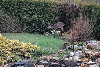 Warum ein Rehbock durch eine Plauener Gartenanlage streift - Mit dem Handy gelang ihm diese Aufnahme: Der Rehbock streift seit gut zwei Wochen durch die Kleingartenanlage in Chrieschwitz. 