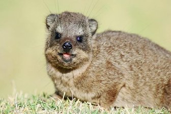 Warum ein schöner Gesang bei den kleinen Klippschliefern so wichtig ist - Im Takt.