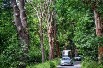 Warum eine Frau in Oederan Bäume per Hammer abklopft - 170 Bäume an der Straße Im Kemnitztal im Oederaner Ortsteil Wingendorf sind besonders pflegebedürftig. Da der städtische Bauhof dazu weder technisch noch zeitlich in der Lage ist, musste eine externe Firma mit der Erledigung von Pflege- und Totholzschnitt beauftragt werden.