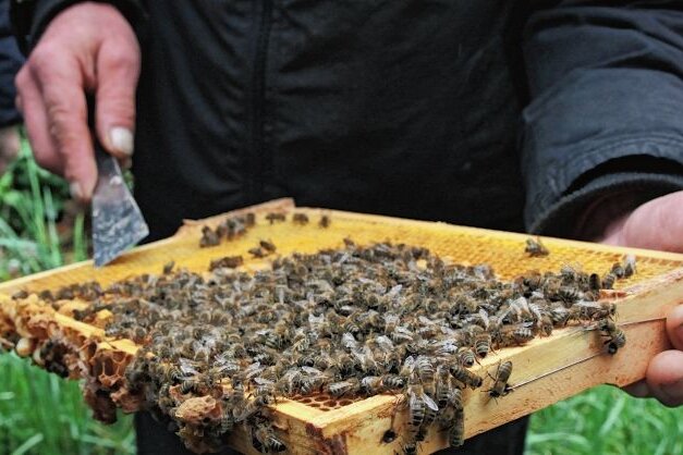 Warum eine österreichische Biene der Favorit bei Vogtland-Imkern ist - Wegen des kühlen Wetters am Wochenende waren die Bienen wenig in Fluglaune. 