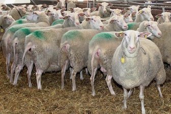 Warum eine Schafhaltung gut überlegt sein will - Ostfriesische Milchschafe, wie sie die Marienhöher Milchproduktion hält, werden in Sachsen finanziell gefördert.