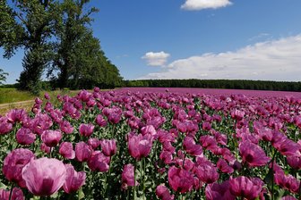 Warum es dieses Jahr rund um Callenberg, Oberlungwitz und Glauchau keine Mohnfelder gibt – und wo sie sich „verstecken“ - In den vergangenen Jahren leuchtete der Mohn bei Reinholdshain, doch dieses Jahr fehlt er.