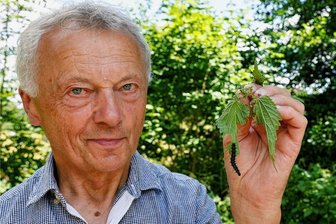 Warum es immer weniger Schmetterlinge gibt - Wolfgang Wagner mit Brennnesselblättern, die von der Raupe des Tagpfauenauges gefressen werden.