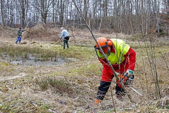 Warum Fällarbeiten auf dem Auersberg bei Lichtenstein für den Artenschutz wichtig sind - Maximilian Schweiger von der Kreisnaturschutzstation fällt auf dem Auersberg Sträucher und kleine Bäume.