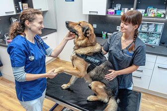 Warum Hunde und Katzen in Ellefeld nicht gemeinsam auf den Arzt warten - Katja Raabe stammt aus Ellefeld und hat in ihrem Heimatort eine eigene Tierarztpraxis eröffnet. Bei der Behandlung von Schäferhund-Mischling Rocco ist TFA Corina Völkel an ihrer Seite.