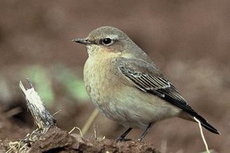 Warum im Naturschutzgebiet Kies abgebaut werden darf - Entdeckt wurde erstmals der Vogel Steinschmätzer.