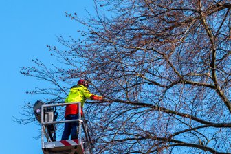 Warum im Weisbachschen Garten in Plauen jetzt Baumkletterer im Einsatz sind - Baumpflegearbeiten finden jetzt im Weisbachschen Garten statt, so auch an dieser Rotbuche.