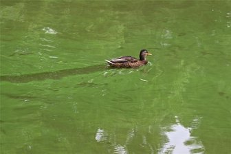 Warum ist der Chemnitzer Schloßteich so grün? - Schwimmen im Grünen: Diese Ente bahnt sich ihren Weg durch den von Algen verfärbten Schloßteich.