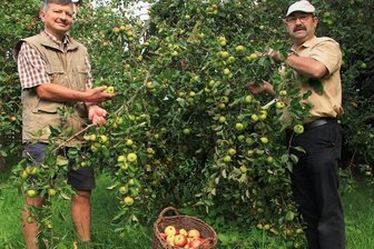 Warum jeder Zuzügler in Waldkirchen einen Apfelbaum geschenkt bekommt - Im Korb die schon abgeerntete Sorte Jakob Fischer. Teilweise hängen in diesem Jahr die Bäume so voll, dass die Äste herunter brechen, wie hier bei Frieder Pistorius' (links) Sorte Auralia. Er und Bernd Mothes (rechts) gehören zu den Vorbereitern der Waldkirchener Apfeltage.