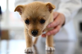 Warum Katzen und Hunde nicht unter den Weihnachtsbaum gehören - Gerade vor und um die Weihnachtszeit ist die Nachfrage nach Welpen sehr hoch, weshalb illegalen Händlern leichtes Spiel haben, erklärt "Vier Pfoten"