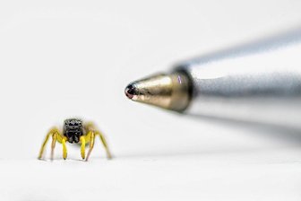 Warum kleine Springspinnen eigentlich völlig harmlos sind - Winzig.